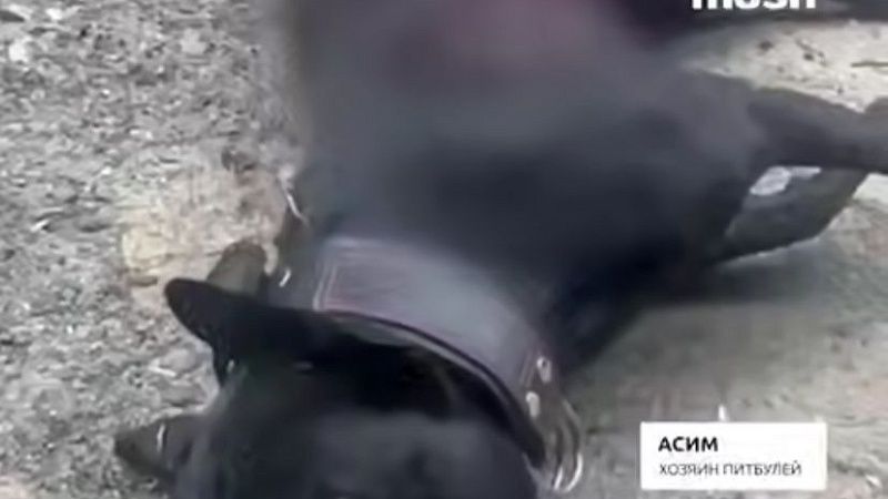Собачница испугалась чужого питбуля и зарезала его в Москве 