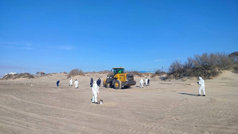 Волонтёры Краснодара за сутки собрали 6 самосвалов песка с мазутом в Анапе