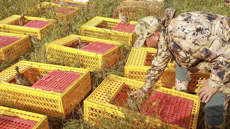 Пятьсот фазанов выпустили для восстановления популяции в Темрюкском районе 