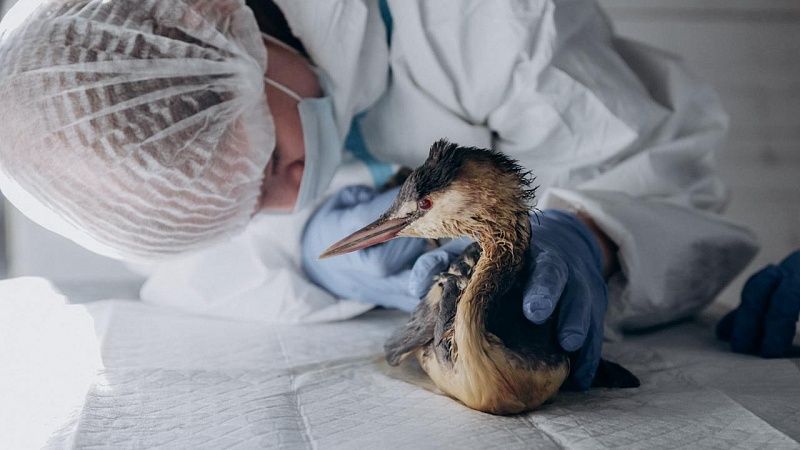 Оперштаб рассказал, что 120 птиц находятся в реабцентрах Ставрополья и Кубани