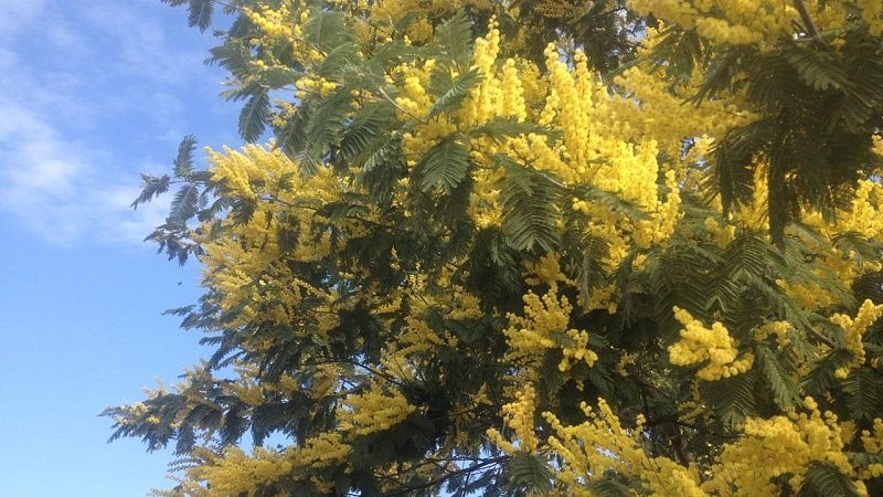 Около 350 тонн мимозы ввезли из Абхазии в Россию к 8 марта