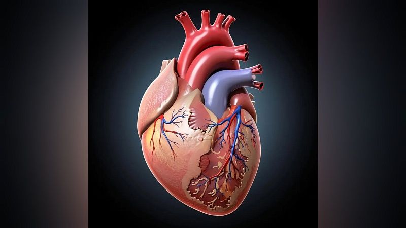 Метод пересадки сердца, не требующий его временной остановки, предложили в России