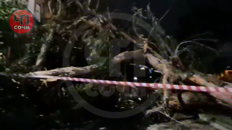 Рухнувший эвкалипт сорвал балкон и заблокировал подъезд в Сочи