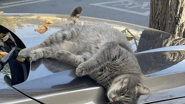 Фото: телеканал «Краснодар»