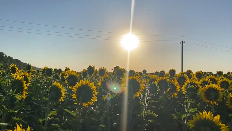 Подсолнечное масло и кукуруза подорожают из-за засухи на Кубани