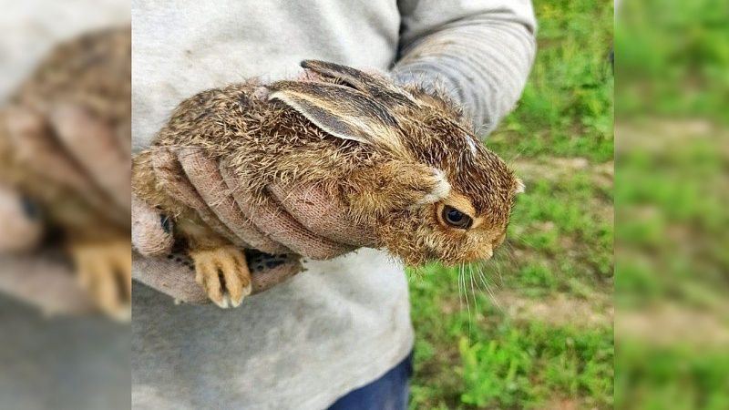 Тракторист спас зайчонка от ворона на виноградниках под Новороссийском