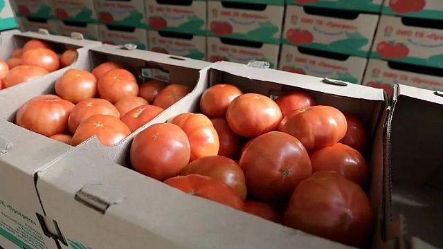 На Кубани собрали более 157 тысяч тонн лука, капусты, кабачков, огурцов и томатов