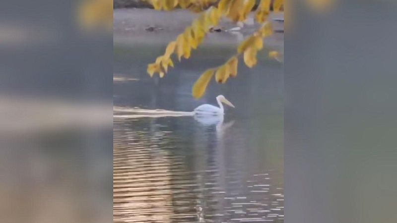 Пеликана заметили на Карасунских озерах в Краснодаре