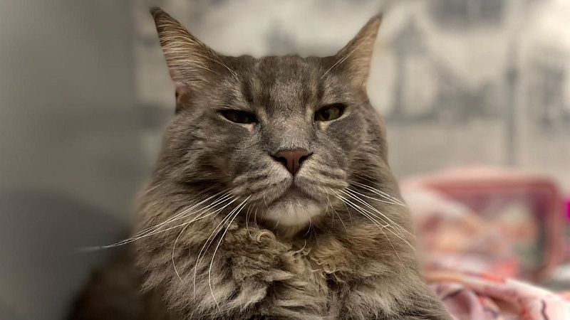 Ветеринары рассказали, какие популярные цветы опасны для котов 