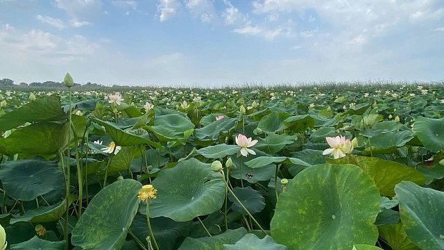 Из-за адского пекла обмелело озеро лотосов в Краснодаре