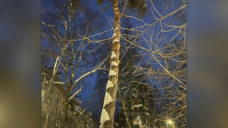 Метель превратила обычные берёзы в экзотические пальмы в Балашихе 