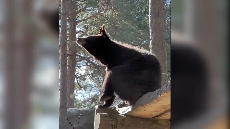 Пробуждение гималайского медведя попало на видео в зоопарке Новосибирска