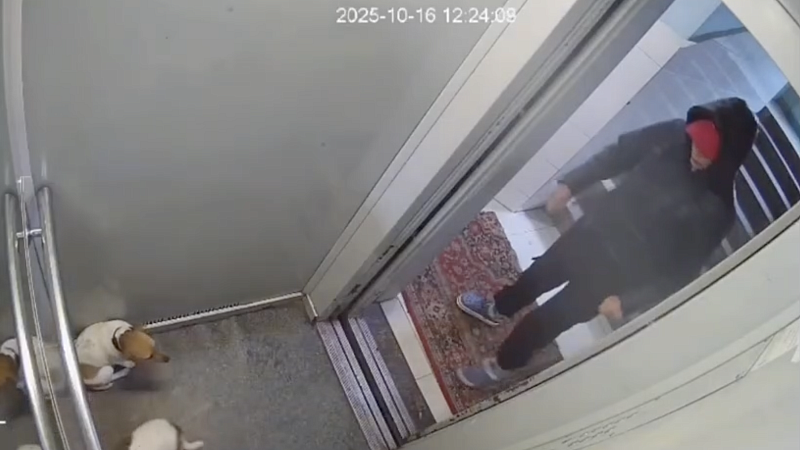 Появилось видео, как москвичка избила свою собаку за отказ ехать в лифте