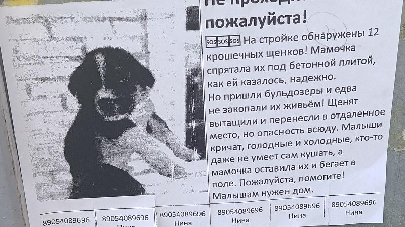 Дюжину щенков спасли из-под бульдозера в Краснодаре