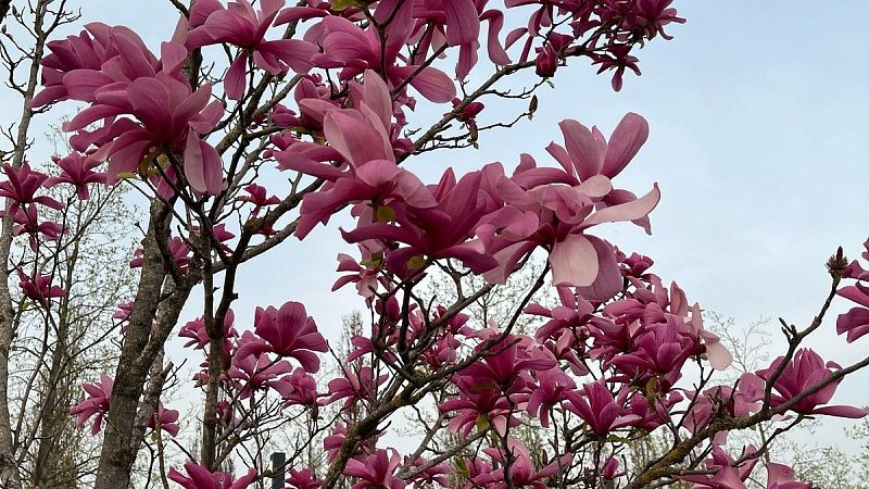 Цветущую магнолию спрятали за забор в Сочи