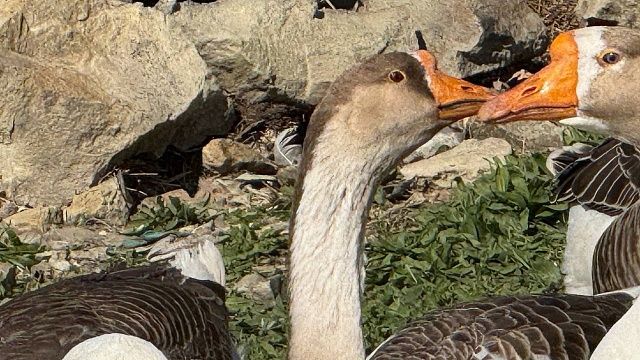 Тысячи перелетных гусей разорили фермеров в Финляндии