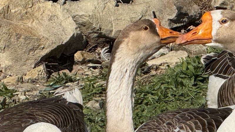 Тысячи перелетных гусей разорили фермеров в Финляндии