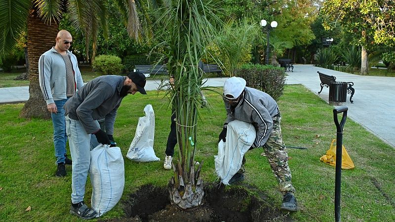 Около 5 тысяч пальм и кустарников высадили в 2024 году в Сочи