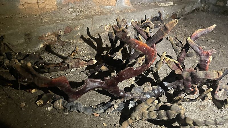 Загадочный гриб-мутант вырос в подвале дома и напугал жильцов