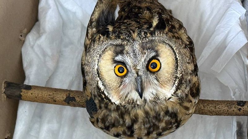 Орнитолог Лохман рассказал, какие краснокнижные птицы обитают в Краснодаре