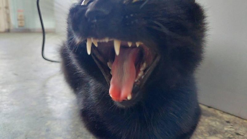 Кот Бурак скоро обретет документы и покинет таможенную зону Новороссийска 