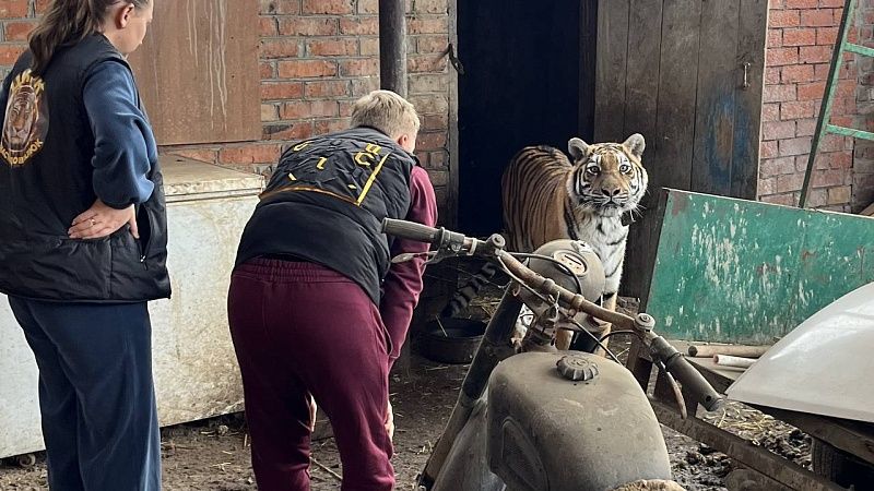 На Кубани хозяин тигрицы Лауры заявил о желании вернуть её домой через суд