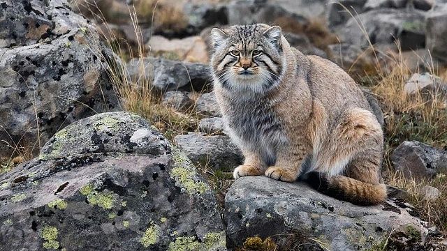 Невесту манулу Тимофею отказался выделить зоопарк в Финляндии