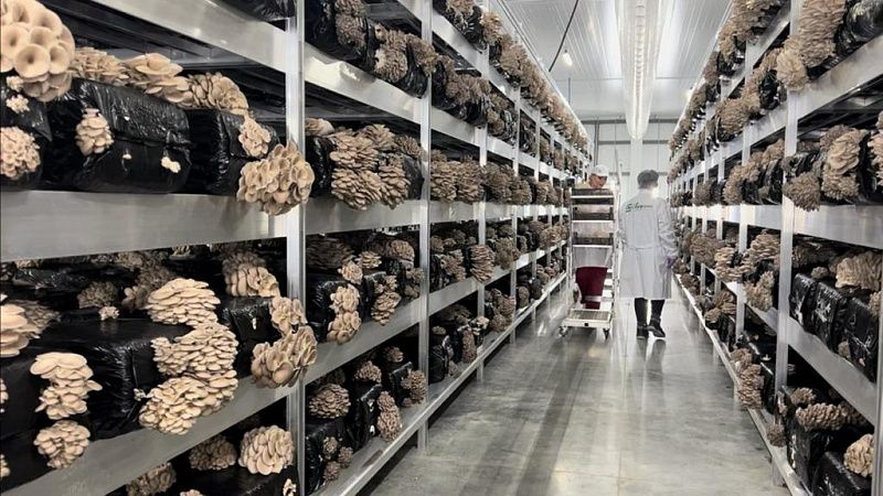 В Краснодарском крае запустили крупнейшее в России производство вешенок, опят и шиитаке