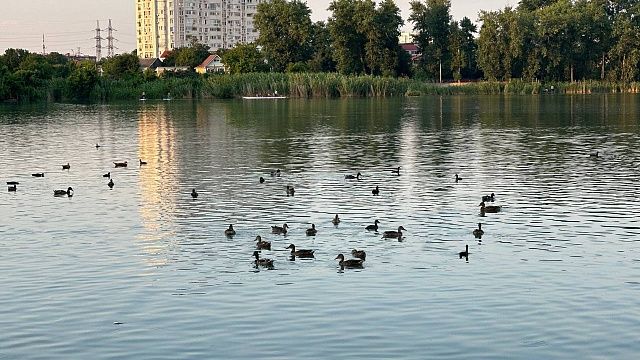 Фото: телеканал «Краснодар»