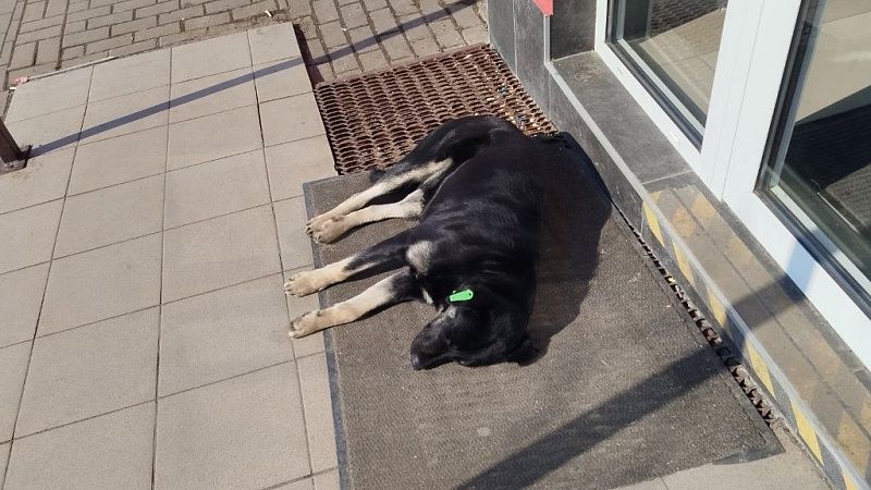 Краснодарцы считают, что бездомных собак на улицах быть не должно