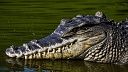 Огромный гребнистый крокодил набросился на 20-летнего мужчину в Австралии