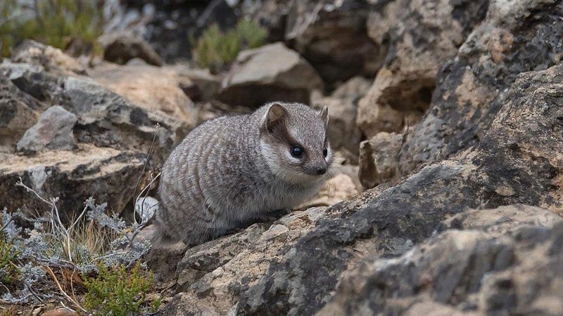  Её открыли всего 40 лет назад, и она уже исчезает. Почему никто не встречал илийскую пищуху в жизни? 