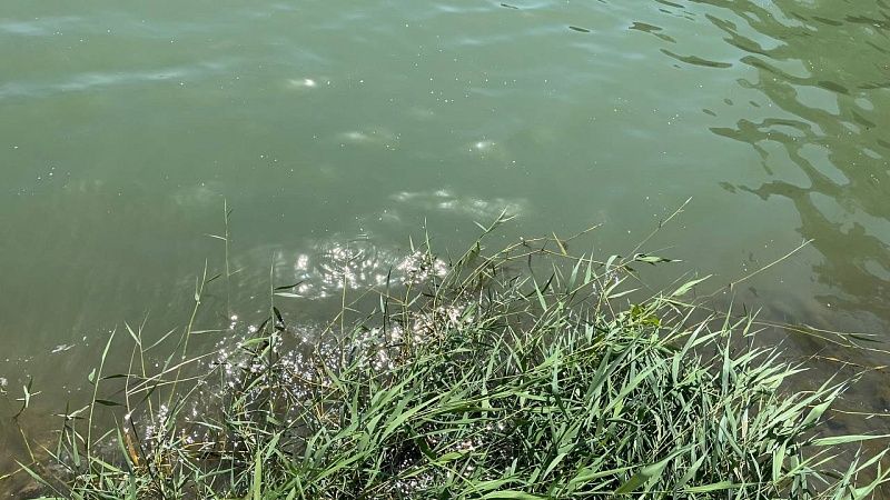 Оперштаб Кубани: река Пшиш вышла из берегов в Апшеронском районе 