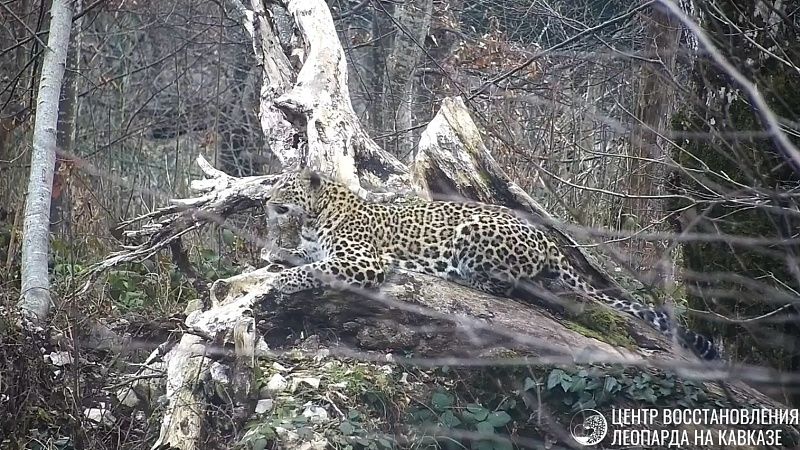 Центр восстановления леопарда показал жизнь самки Рицы в Сочи