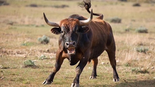 Разъярённый бык растерзал мужчину и попал на видео в Перу
