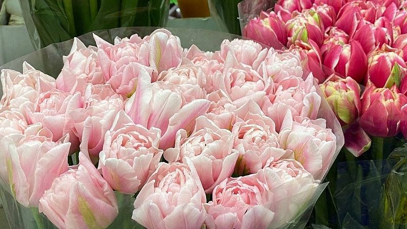 Свыше миллиона цветов вывезены из Краснодарского края накануне 8 марта 