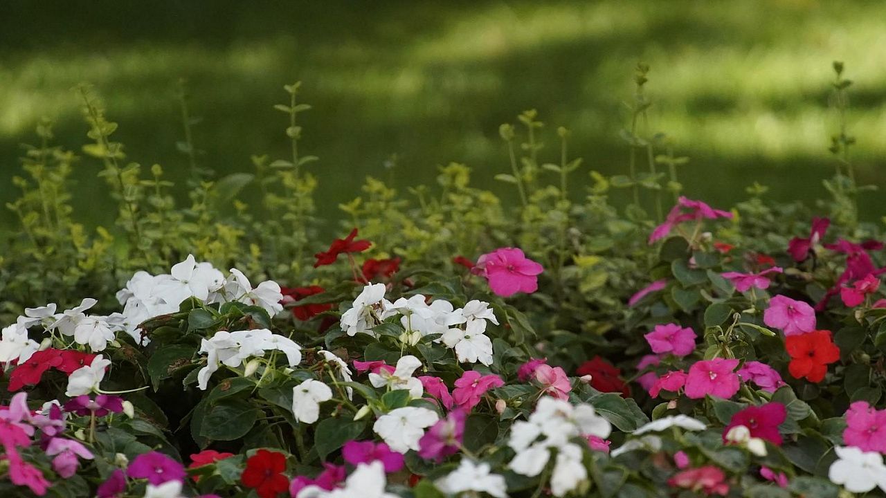 Весной на улицах Краснодара высадят более 350 тысяч цветов Фото: Телеканал «Краснодар»