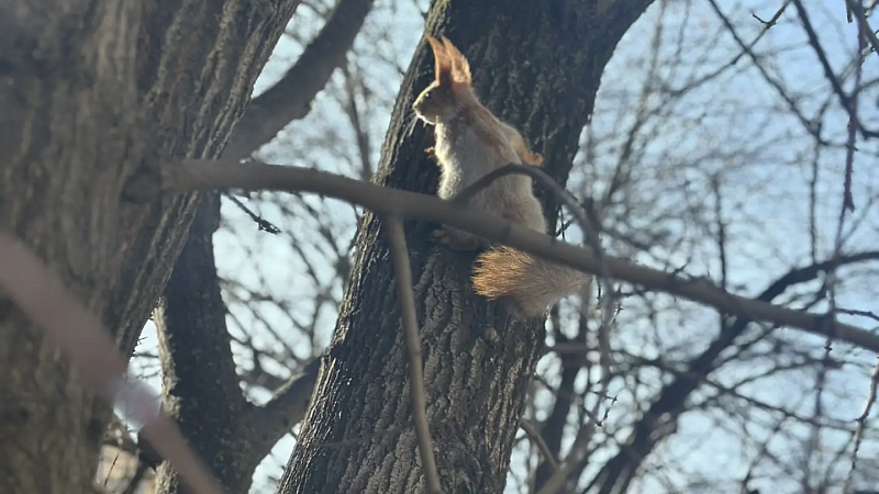 Потепление до 15 градусов ожидается 14 марта в Краснодаре