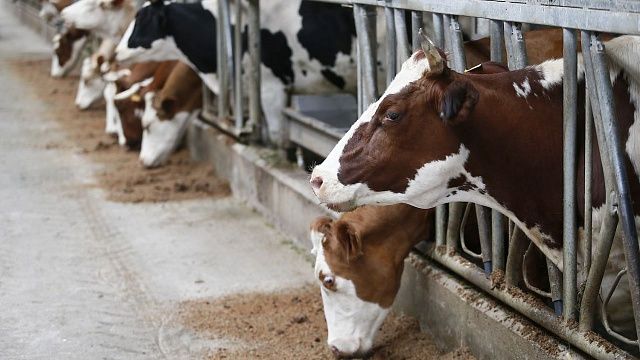 Сельхозкооперативы Кубани с 2017 года получили 1,6 млрд рублей господдержки 