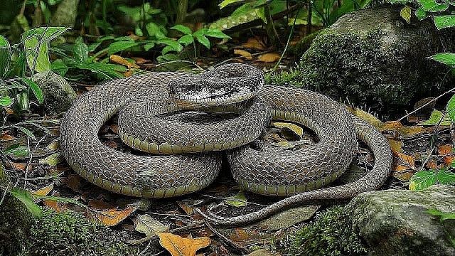 Гадюка укусила пьяного наркомана и в муках скончалась в Хорватии 