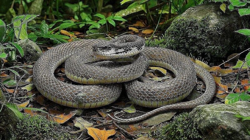 Гадюка укусила пьяного наркомана и в муках скончалась в Хорватии 