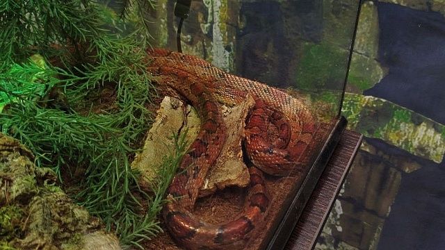 Мужчина поднял крышку унитаза и нашел под ней крупного питона в Малайзии