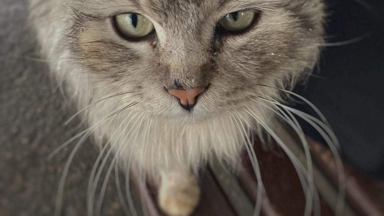 В Краснодаре организуют бесплатную стерилизацию уличных кошек Фото: Телеканал «Краснодар»