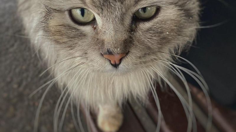 В Краснодаре организуют бесплатную стерилизацию уличных кошек