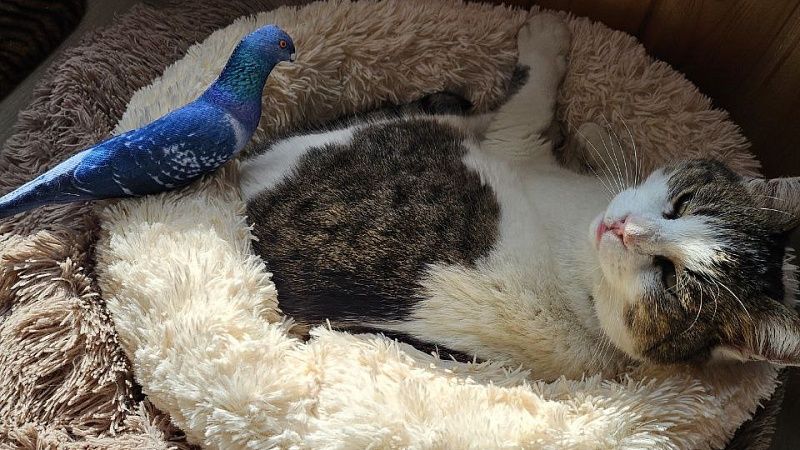 Ветеринары могут запретить возвращение кошки Муси в Ласточкино гнездо