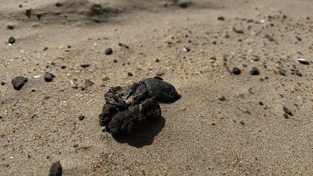 Новые незначительные выбросы мазута нашли на побережье Темрюкского района