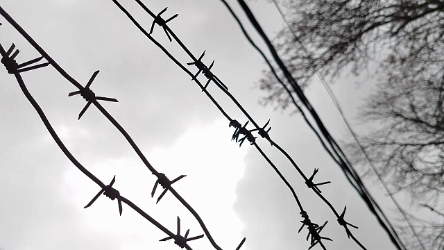 Трое мошенников переоделись в медведей и напали на свои машины в США