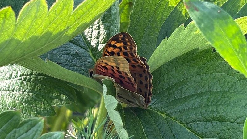 До +40⁰С и без осадков прогнозируют 11 июля в Краснодаре