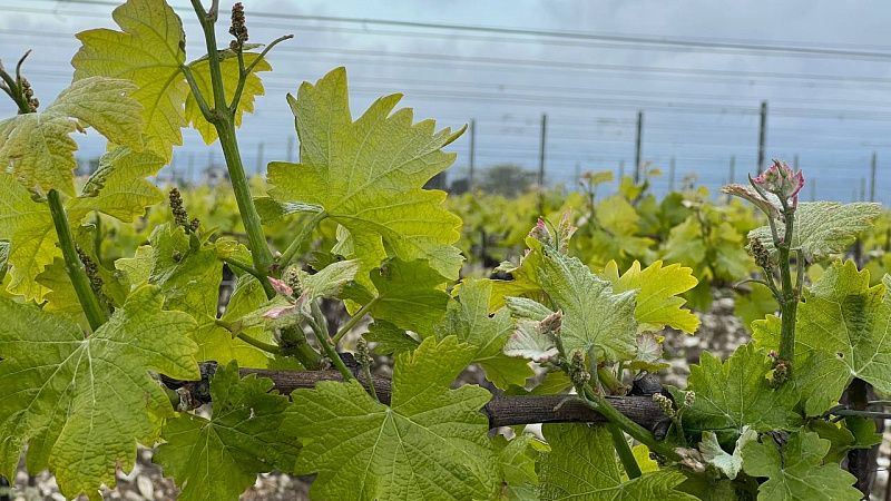 Виноградники занимают 29 тысяч гектаров территории Кубани