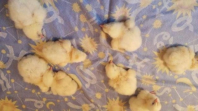 Фото: телеканал «Краснодар»